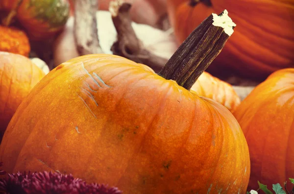 Pumpkins Close Holiday Decoration — Stock Photo, Image