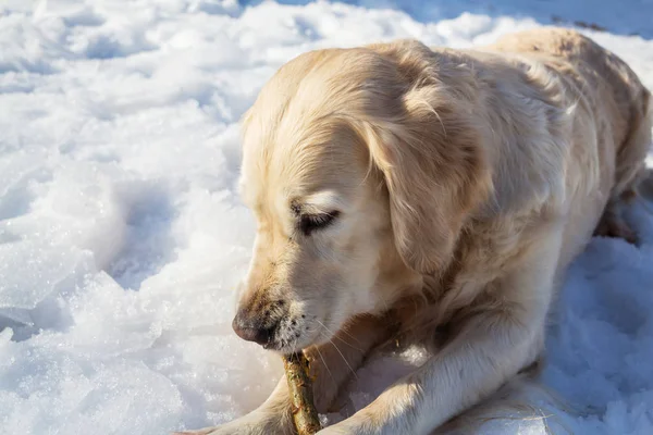 Kutya Golden Retriever Játszik Téli Erdő — Stock Fotó