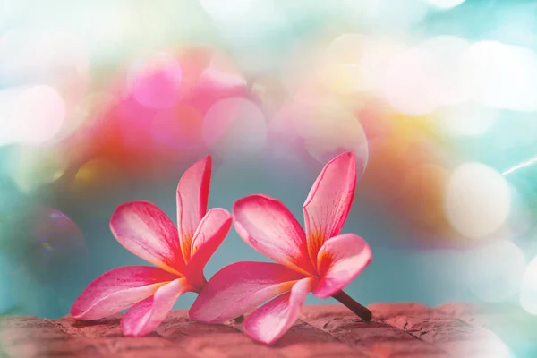 Beautiful Hawaiian Garden Flowers — Stock Photo, Image