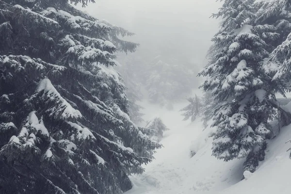 冬の季節には雪に覆われた森 クリスマスの背景に良い — ストック写真