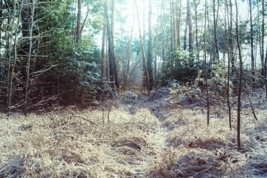 Kış mevsiminde karla kaplı orman manzarası. Noel arkaplanı için iyi. 