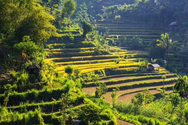 Zielone Pola Indonezji Malowniczy Widok — Zdjęcie stockowe
