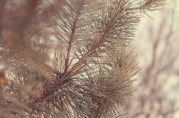 Kışın karla kaplı ağaçlar. 