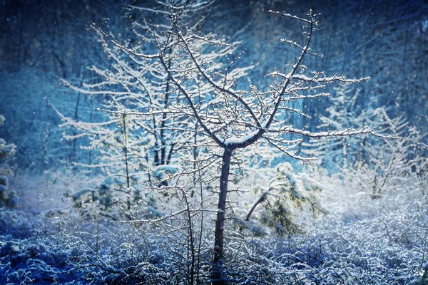 Pittoresk Snötäckt Skog Vintern — Stockfoto