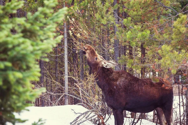 Älg Trä Närbild — Stockfoto