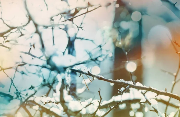 Forêt Couverte Neige Hiver Bon Pour Fond Noël — Photo