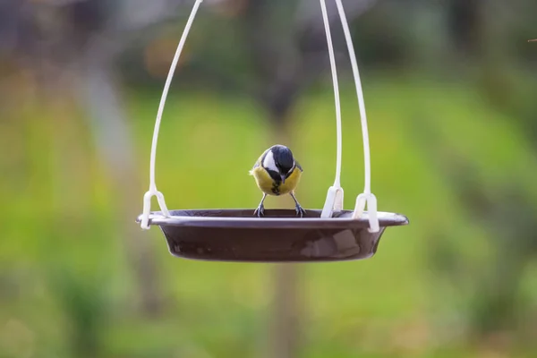 Grotere Mees Vogel Zittend Een Seed Blikje — Stockfoto