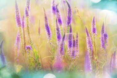 Güzel çiçeklerin yakın çekimi. Çiçek arkaplanı için uygun.