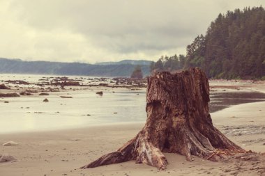 Washington, ABD Olimpiyat Ulusal Parkı 'ndaki manzaralı ve titiz Pasifik sahili. Okyanustaki kayalar ve sahildeki büyük kütükler..