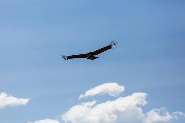 Cóndor Volador Cañón Del Colca Perú — Foto de Stock