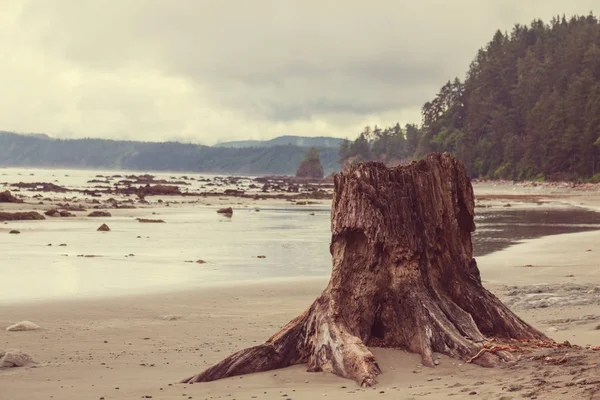 Scenic Rigorous Pacific Coast Olympic National Park Washington Usa Rocks — Stock Photo, Image