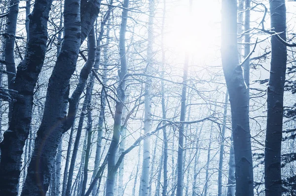 Malerischer Schneebedeckter Wald Der Wintersaison Gut Für Den Weihnachtlichen Hintergrund — Stockfoto