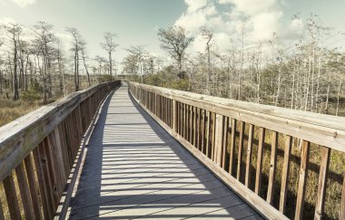 Boardwalk bataklıkta yakın çekim 