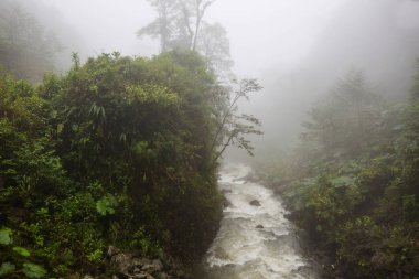 Kosta Rika 'daki Huzur Bulutu Ormanı