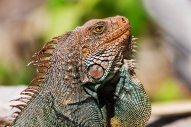 Kosta Rika 'da yabani yeşil iguana