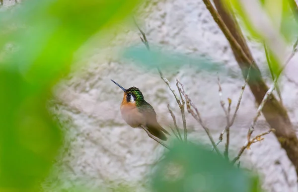 Bunte Kolibris Costa Rica Mittelamerika — Stockfoto