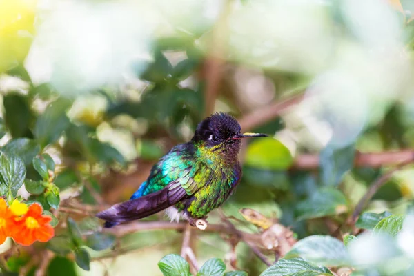 Colibri Coloré Costa Rica Amérique Centrale — Photo