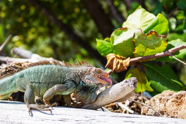 Iguana Verde Selvatica Costa Rica — Foto Stock
