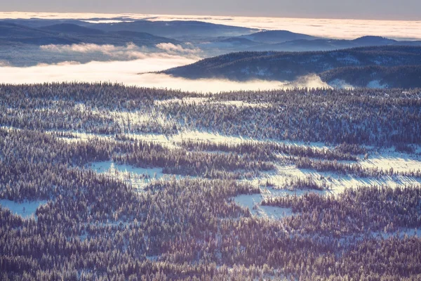 Scenic Besneeuwde Bos Winter Seizoen Goed Voor Kerst Achtergrond — Stockfoto