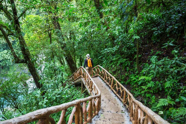 Hiking Green Tropical Jungle Costa Rica Central America — Stock Photo, Image