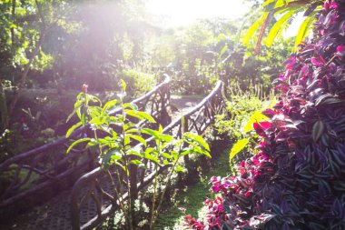 Orta Amerika, Kosta Rika 'da Sisli Yağmur Ormanları