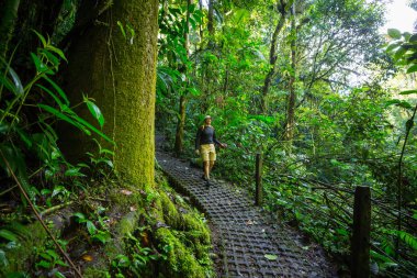 Yeşil tropikal ormanda yürüyüş, Kosta Rika, Orta Amerika