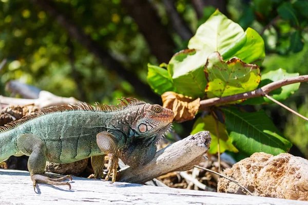 Dzika Zielona Iguana Kostaryce — Zdjęcie stockowe