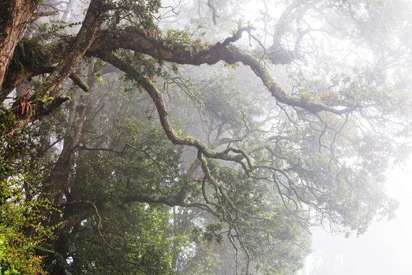 Nebliger Regenwald Costa Rica Mittelamerika — Stockfoto
