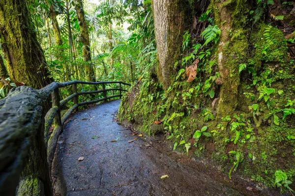 Mlhavý Deštný Prales Kostarice Střední Amerika — Stock fotografie