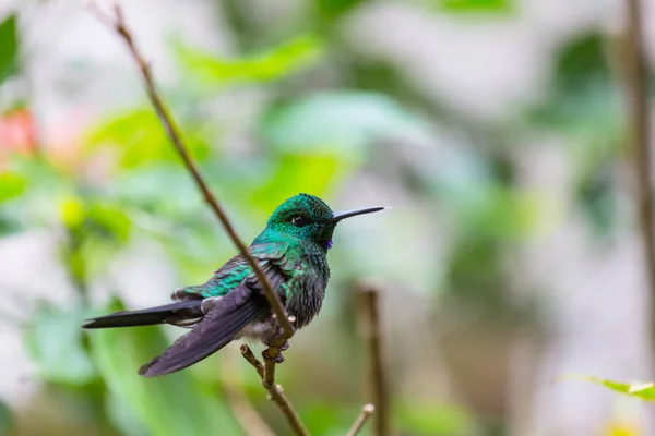 Hummingbird Colorido Costa Rica América Central — Fotografia de Stock