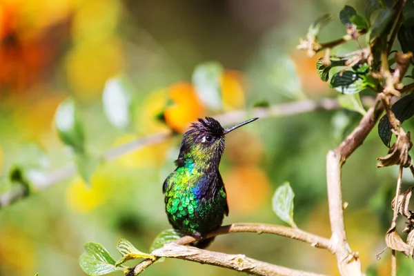 Colibri Coloré Costa Rica Amérique Centrale — Photo