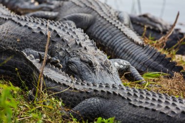 Doğa ortamlarında Florida'da timsahlar 