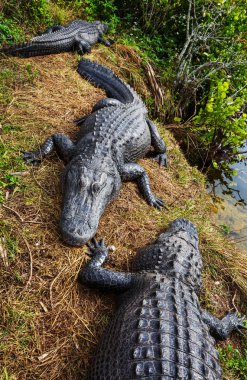 Doğa ortamlarında Florida'da timsahlar 