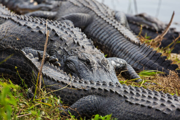 Alligators in Florida in nature habitat 