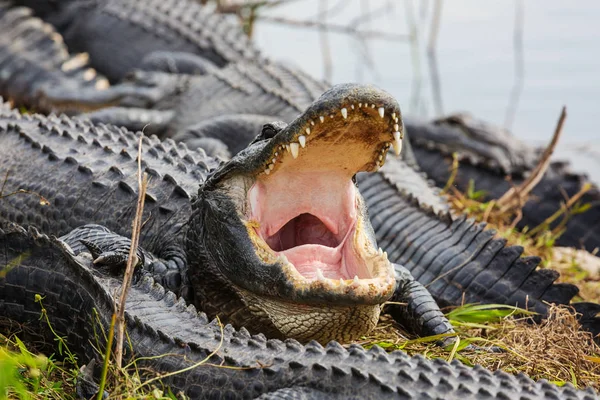 Alligatorer Florida Naturen Livsmiljö — Stockfoto