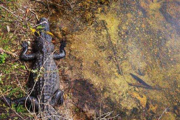 自然の生息地でフロリダのワニ — ストック写真