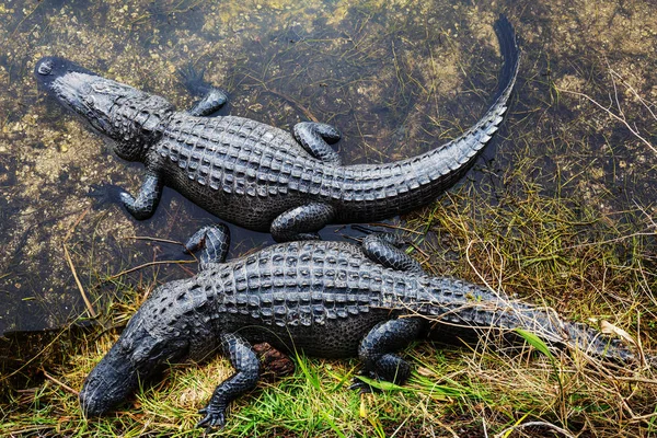 Aligátorok Természet Élőhely Floridában — Stock Fotó