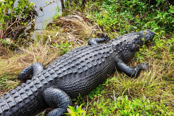 Alligator Florida Natürlichen Lebensraum — Stockfoto