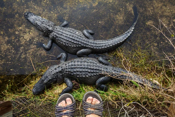 Alligatoren Florida Natürlichen Lebensraum — Stockfoto