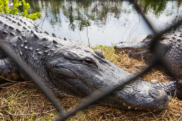 Alligatoren Florida Natürlichen Lebensraum — Stockfoto