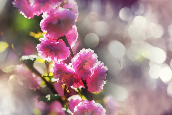 Amandelboom Roze Bloemen — Stockfoto