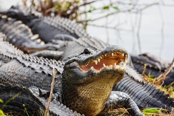 佛罗里达的鳄鱼在自然栖息地 — 图库照片