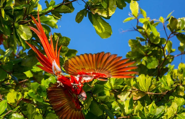 Groen Winged Macaw Ara Het Wild Costa Rica Midden Amerika — Stockfoto