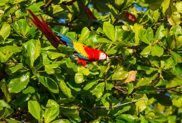 Πράσινο Φτερωτό Macaw Ara Στην Άγρια Φύση Κόστα Ρίκα Κεντρική — Φωτογραφία Αρχείου