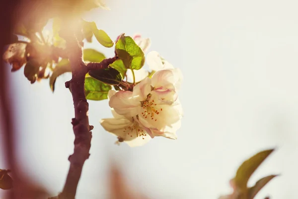 在春天的花园里盛开的樱花 — 图库照片