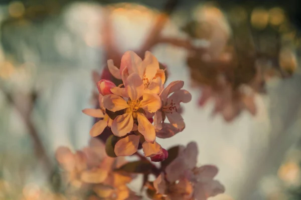 Fleurs Floraison Des Cerisiers Dans Jardin Printemps — Photo