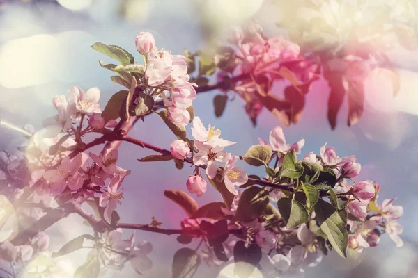 在春天的花园里盛开的樱花 — 图库照片