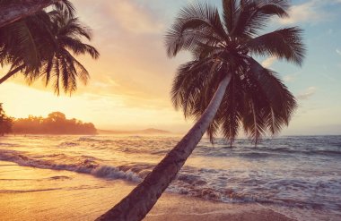 Kosta Rika 'daki güzel tropikal Pasifik Okyanusu kıyısı