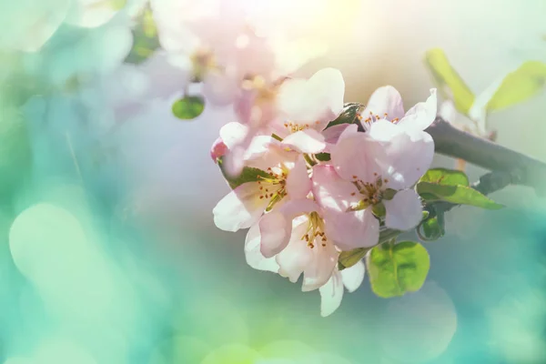 Λουλούδια Της Κερασιάς Ανθίζουν Στον Ανοιξιάτικο Κήπο — Φωτογραφία Αρχείου