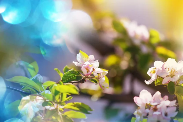 Spring Scene Blooming Flowers Close — Stock Photo, Image